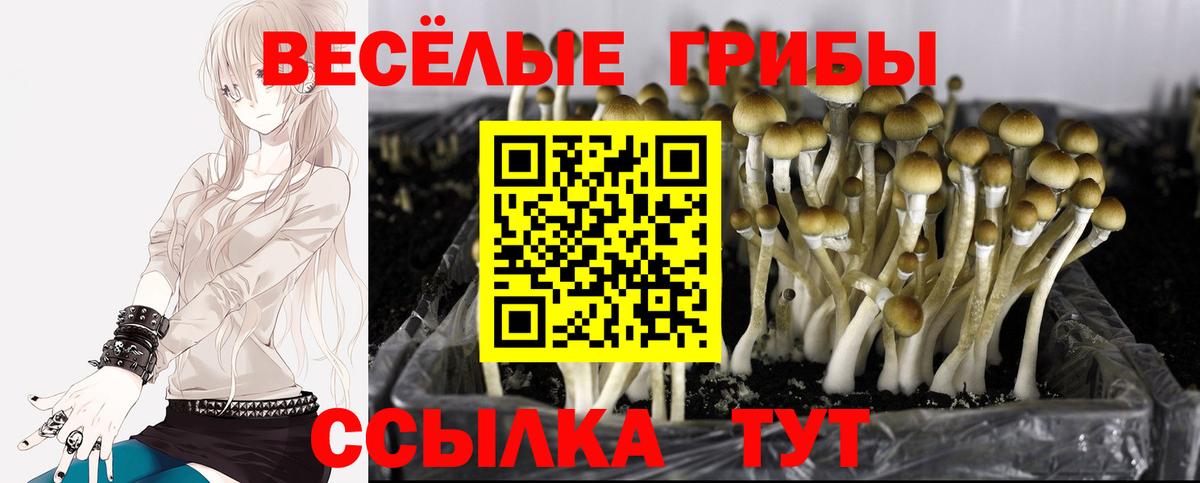 Галлюциногенные грибы Magic Shrooms  Вход с VPN  Кировск  Псилоцибиновые грибы Cubensis 